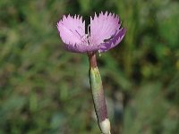 Dianthus sylvestris 6, Saxifraga-Jan van der Straaten