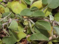 Dichondra micrantha 2, Confetti-blad, Saxifraga-Rutger Barendse