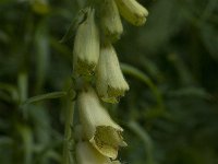 Digitalis grandiflora 5, Grootbloemig vingerhoedskruid, Saxifraga-Willem van Kruijsbergen