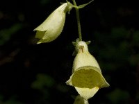 Digitalis grandiflora 8, Grootbloemig vingerhoedskruid, Saxifraga-Willem van Kruijsbergen