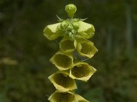 Digitalis grandiflora 9, Grootbloemig vingerhoedskruid,Saxifraga-Willem van Kruijsbergen
