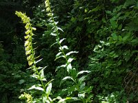 Digitalis lutea 33, Geel vingerhoedskruid, Saxifraga-Ben Delbaere  IICSA   II