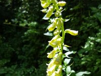 Digitalis lutea 34, Geel vingerhoedskruid, Saxifraga-Ben Delbaere  IICSA