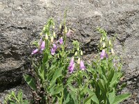 Digitalis thapsi 4, Saxifraga-Michiel Drok