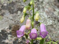 Digitalis thapsi 7, Saxifraga-Michiel Drok