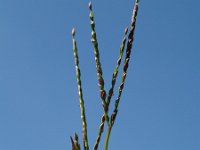 Digitaria ischaemum, Smooth Crabgrass