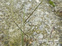 Digitaria sanguinalis 7, Harig vingergras, Saxifraga-Rutger Barendse