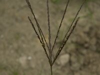Digitaria sanguinalis 1, Harig vingergras, Saxifraga-Willem van Kruijsbergen