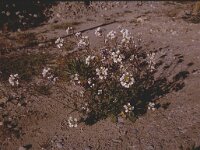 Diplotaxis erucoides, White Wall-rocket