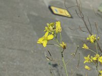 Diplotaxis muralis, Annual Wall-rocket