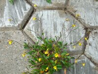 Diplotaxis muralis 13, Kleine zandkool, Saxifraga-Ed Stikvoort