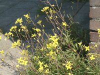 Diplotaxis muralis 2, Kleine zandkool, Saxifraga-Jan van der Straaten