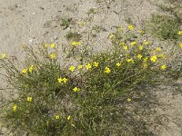 Diplotaxis muralis 3, Kleine zandkool, Saxifraga-Jan van der Straaten