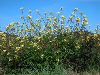 Diplotaxis siifolia ssp siifolia 1, Saxifraga-Ed Stikvoort