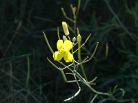 Diplotaxis tenuifolia 1, Grote zandkool, Saxifraga-Jan van der Straaten