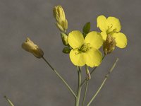 Diplotaxis tenuifolia 14, Grote zandkool, Saxifraga-Willem van Kruijsbergen