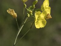 Diplotaxis tenuifolia 15, Grote zandkool, Saxifraga-Willem van Kruijsbergen