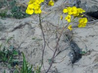 Diplotaxis tenuifolia 24, Grote zandkool, Saxifraga-Ed Stikvoort