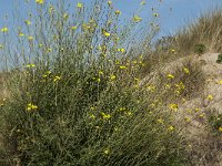 Diplotaxis tenuifolia 5, Grote zandkool, Saxifraga-Jan van der Straaten
