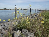 Diplotaxis tenuifolia 17, Grote zandkool, Saxifraga-Willem van Kruijsbergen