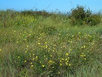Diplotaxis tenuifolia 26, Grote zandkool, Saxifraga-Ed Stikvoort