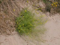 Diplotaxis tenuifolia 3, Grote zandkool, Saxifraga-Peter Meininger