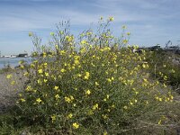 Diplotaxis tenuifolia 30, Grote zandkool, Saxifraga-Willem van Kruijsbergen