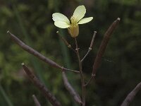 Diplotaxis vicentina 1, Saxifraga-Willem van Kruijsbergen