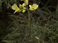 Diplotaxis vicentina 3, Saxifraga-Willem van Kruijsbergen