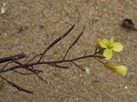 Diplotaxis vicentina 5, Saxifraga-Willem van Kruijsbergen