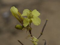 Diplotaxis vicentina 6, Saxifraga-Willem van Kruijsbergen