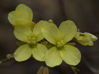 Diplotaxis vicentina 7, Saxifraga-Willem van Kruijsbergen