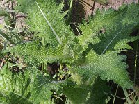 Dipsacus ferox 1, Saxifraga-Rutger Barendse