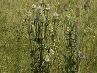 Dipsacus fullonum 1, Grote kaardenbol, Saxifraga-Jan van der Straaten