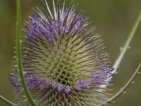 Dipsacus fullonum 15, Grote kaardenbol, Saxifraga-Willem van Kruijsbergen