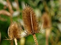 Dipsacus fullonum 17, grote kaardenbol, Saxifraga-Rudmer Zwerver