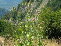 Dipsacus fullonum 2, Grote kaardenbol, Saxifraga-Marijke Verhagen