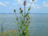 Dipsacus fullonum 25, Grote kaardenbol, Saxifraga-Ed Stikvoort