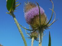 Dipsacus fullonum 26, Grote kaardenbol, Saxifraga-Ed Stikvoort