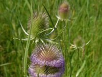 Dipsacus fullonum 29, Grote kaardenbol, Saxifraga-Ed Stikvoort