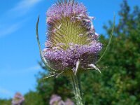 Dipsacus fullonum 30, Grote kaardenbol, Saxifraga-Ed Stikvoort