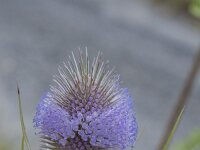 Dipsacus fullonum 33, Grote kaardenbol, Saxifraga-Willem van Kruijsbergen