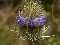 Dipsacus fullonum 34, Grote kaardenbol, Saxifraga-Jan van der Straaten