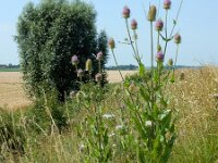 Dipsacus fullonum 36, Grote kaardenbol, Saxifraga-Ed Stikvoort