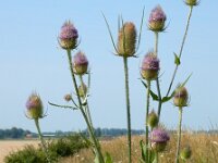 Dipsacus fullonum 37, Grote kaardenbol, Saxifraga-Ed Stikvoort