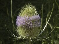 Dipsacus fullonum 5, Grote kaardenbol, Saxifraga-Marijke Verhagen