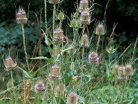 Dipsacus fullonum 8, Grote kaardenbol, Saxifraga-Piet Zomerdijk