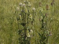Dipsacus fullonum 1, Grote kaardebol, Saxifraga-Jan van der Straaten