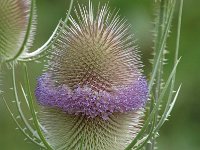 Dipsacus fullonum 10, Grote kaardebol, Saxifraga-Jan van der Straaten