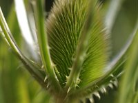 Dipsacus fullonum 13, Grote kaardebol, Saxifraga-Rudmer Zwerver